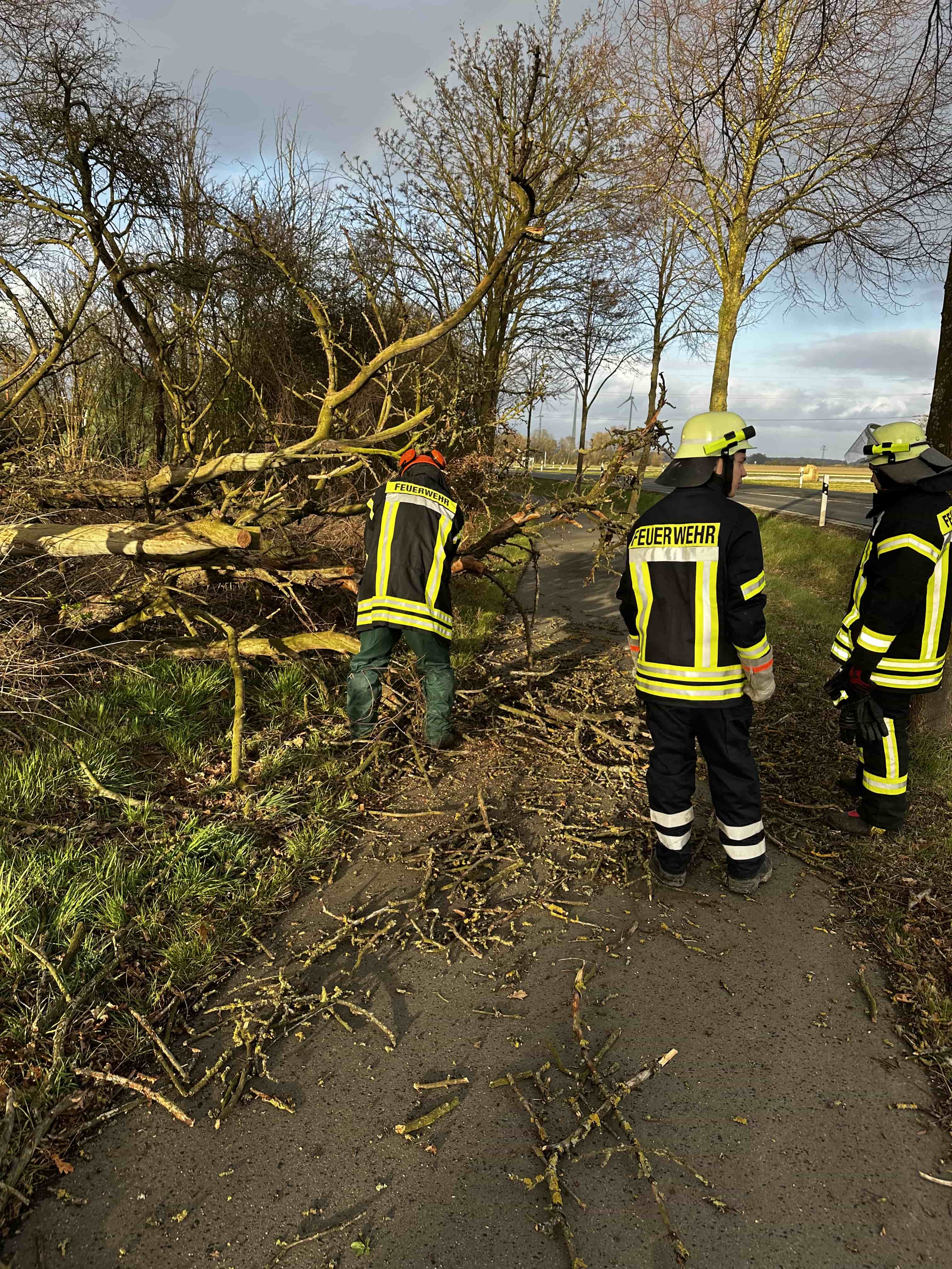 Stedum Baum auf Radweg